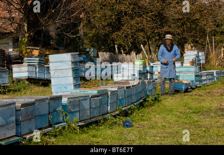 Apicoltore tra i suoi alveari nel vecchio villaggio sassone di Mesendorf, Transilvania, Romania Foto Stock