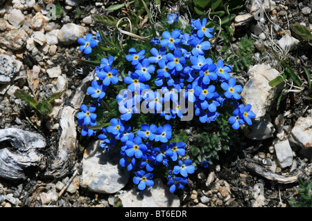 Dettaglio del piccolo blu dimenticare alpino-me-non fiori su un alto monte prato Foto Stock
