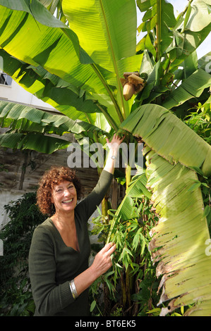 Hilary Masters con la sua musa basjoo albero o albero di banane al suo giardino a Brighton Regno Unito che ha prodotto frutti in Ottobre Foto Stock