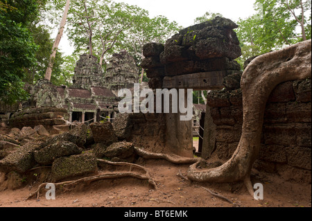 Alberi che crescono sulle rovine della Ta Prohm tempio di Angkor Wat Cambogia. Foto Stock