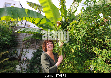 Hilary Masters con la sua musa basjoo albero o albero di banane al suo giardino a Brighton Regno Unito che ha prodotto frutti in Ottobre Foto Stock