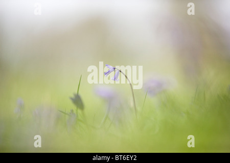 Un bluebell in un bosco in primavera Foto Stock