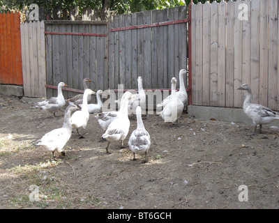 Uomo sbagliato, Romania: fotografie di giovani nella comunità colpite dalla tratta di esseri umani Foto Stock