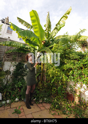 Hilary Masters con la sua musa basjoo albero o albero di banane al suo giardino a Brighton Regno Unito che ha prodotto frutti in Ottobre Foto Stock