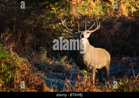 Il cervo (Cervus elaphus) muggito nel corso autunnale di Rut Foto Stock