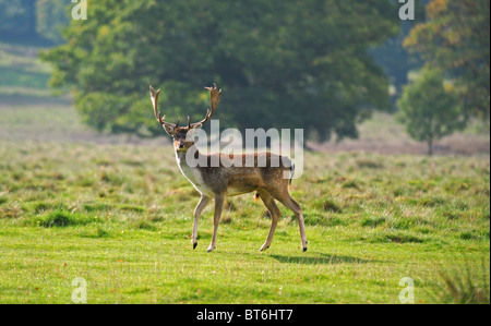 Daini Stag at Petworth Park West Sussex Regno Unito Foto Stock