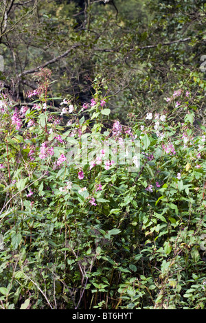 Indiano o Himalayan Balsam crescente dalle rive del fiume Wye vicino a Symonds Yat Wye Valley Gloucestershire in Inghilterra Foto Stock
