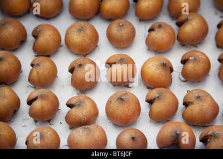 Nespola frutto (Mespilus germanica) in deposito in attesa di maturare (bletting) Hampshire, Inghilterra, Regno Unito. Foto Stock