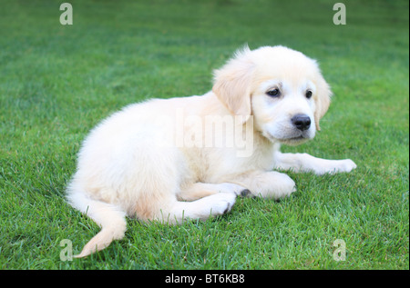 Golden retiever labrador cucciolo sull'erba verde Foto Stock