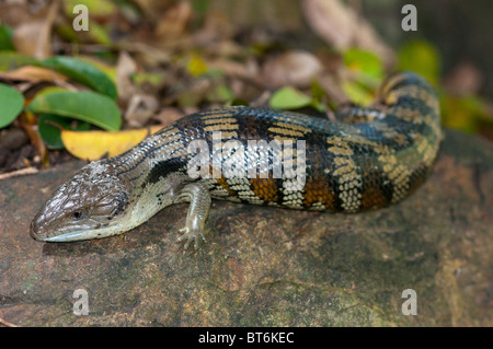 Blue-tongue Skink, Brisbane, Queensland, Australia Foto Stock