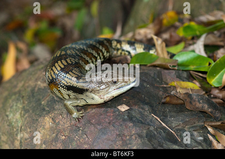 Blue-tongue Skink, Brisbane, Queensland, Australia Foto Stock