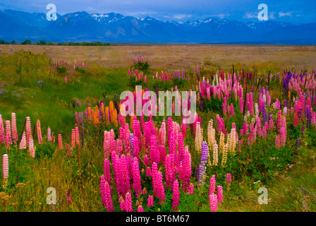 Alpi del Sud e di lupino, Mt. Cuocere il Parco Nazionale di South Island, in Nuova Zelanda Foto Stock