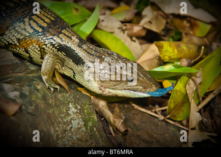 Blue-tongue Skink, Brisbane, Queensland, Australia Foto Stock