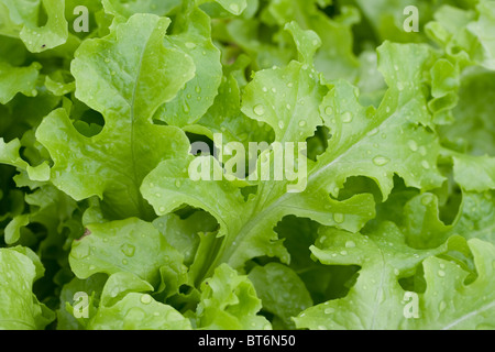 Fresco Giardino VERDE LATTUGA Foto Stock