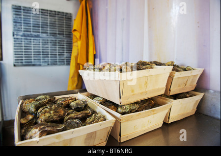 Scatole di colchester native ostriche appena catturati e pronti per il mercato del pesce Foto Stock