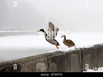 Anatre in inverno nella città Foto Stock