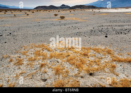 Erba che cresce a disertare in Panamint Valley, quattro grandi Mine Road, Death Valley Nat Park, California, Stati Uniti d'America Foto Stock