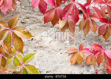 Close-up di un rosso foglie d'edera sulla pietra grigia sullo sfondo Foto Stock