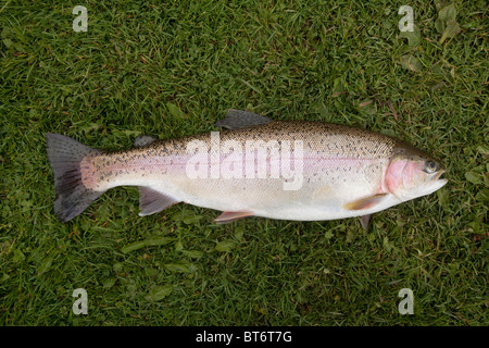 Grandi 3lb 8oz trota arcobaleno catturato a Moorhen pesca di trote, Hampshire, Inghilterra, Regno Unito. Foto Stock