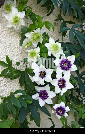 Chiudere l immagine della fioritura Clematis Foto Stock