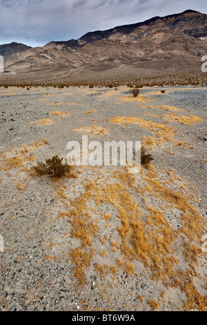 Erba che cresce a disertare in Panamint Valley, quattro grandi Mine Road, Death Valley Nat Park, California, Stati Uniti d'America Foto Stock