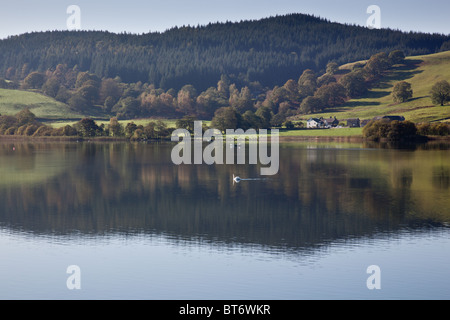 Swan scivolando su Esthwaite acqua vicino Hawkshead, Lake District, Cumbria Foto Stock