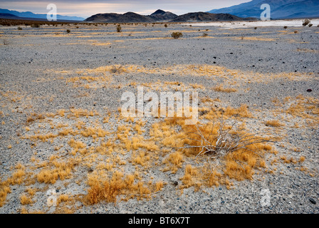 Erba che cresce a disertare in Panamint Valley, quattro grandi Mine Road, Death Valley Nat Park, California, Stati Uniti d'America Foto Stock