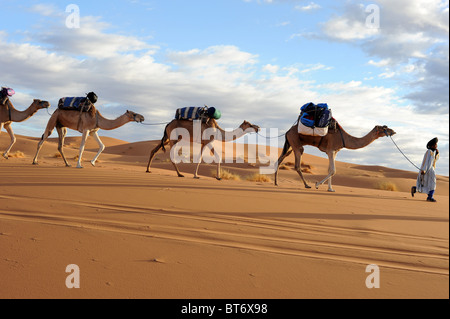 Berber leader tribesman cammelli attraverso il deserto del Sahara nel sud del Marocco Foto Stock