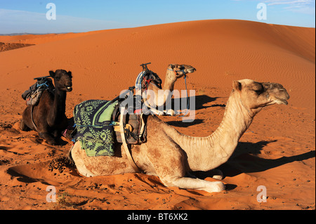 Tre dromedari cammelli sellati pronto per trekking attraverso le dune del deserto del Sahara. Foto Stock
