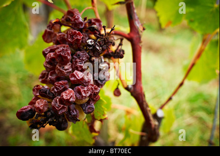 Una manciata di uva sulla vite in attesa per il raccolto. Foto Stock