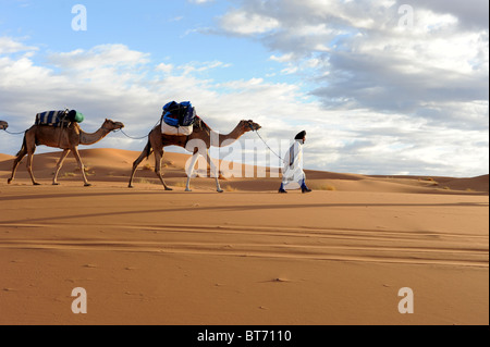 Berber leader tribesman cammelli attraverso il deserto del Sahara nel sud del Marocco Foto Stock