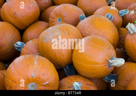 Zucche in vendita in Stamford CT STATI UNITI D'AMERICA Foto Stock