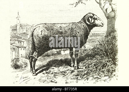 Carni di montone. Illustrazione di antiquariato. 1892. Foto Stock