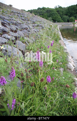 Comune Orchidee maculato (Dactylorhiza fuchsii) su una faccia della diga accanto all'acqua Foto Stock