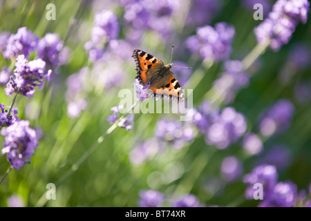 Una tartaruga farfalla sulla lavanda Foto Stock
