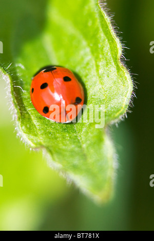 Lady Bird,Coccinella 7 posto punctataChildren Foto Stock