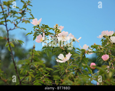 La rosa canina (Rosa canina) rosa fiori di campo Foto Stock