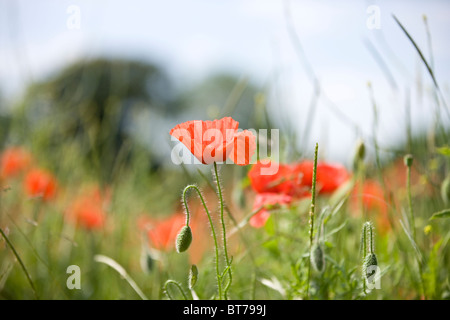 Un papavero rosso fiore in un campo Foto Stock