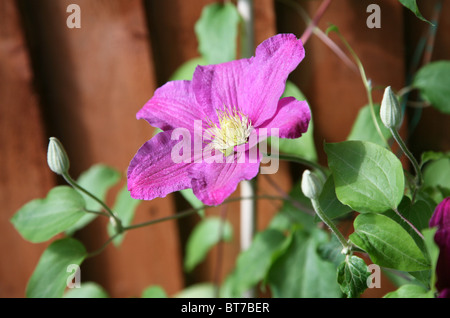 La clematide alpina "Pamela Jackman' Fiore e foglie e germogli Foto Stock