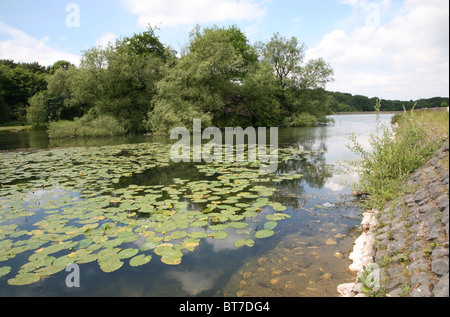 Acqua Lily Pad a Bathpool, Kidsgrove, Stoke-on-Trent, North Staffs., England, Regno Unito Foto Stock