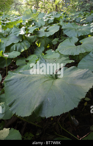 Completamente cresciuti foglie di petasites japonicus noto anche come butterbur gigante Foto Stock