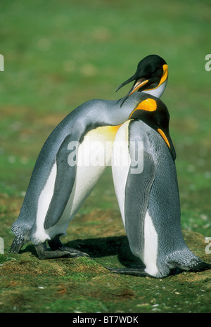 Pinguino reale (Aptenodytes patagonicus) coppia di corteggiamento, Volunteer Point, Isole Falkland Foto Stock