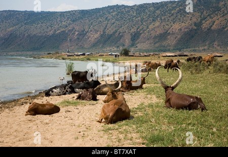 Allevamento di Bestiame Ankole sulla riva del lago Albert con esplorazione petrolifera rig in background, Uganda settentrionale, Africa Orientale, Foto Stock