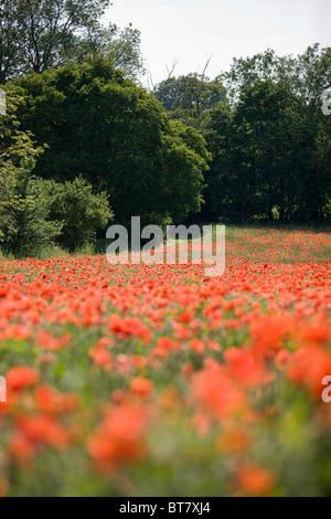 Un campo di papaveri rossi Foto Stock
