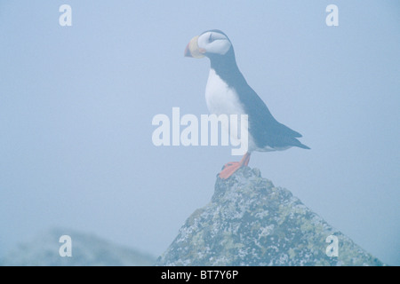 Cornuto puffini, (Fratercula corniculata), ritratto, Luglio, Talan isola vicino Magadan, Mare di Ohotsk, Russia Foto Stock