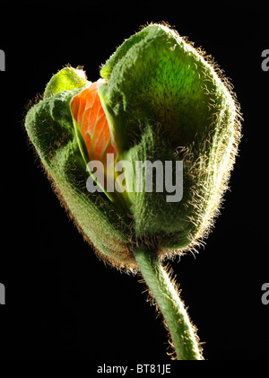 Islanda Papavero (Papaver nudicaule), bud Foto Stock