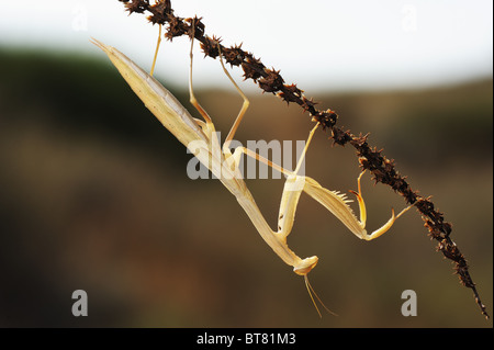 Mantis di giallo Foto Stock