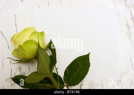 Rose fiore giacente su un vuoto di carta in foglia Foto Stock