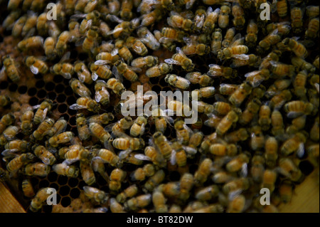 Un Queen Bee su un telaio di covata da un alveare, circondato da api di lavoratore. Foto Stock