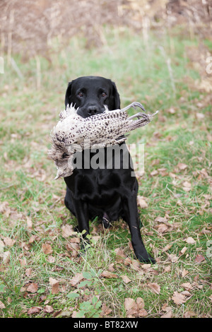 Nero Labrador retriever recupero di gioco Foto Stock